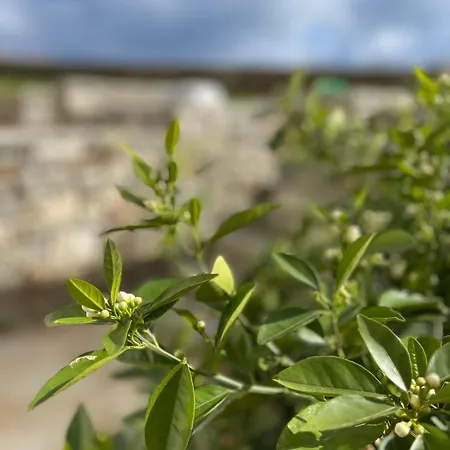 Gaia House * Chrisi Akti (Paros)