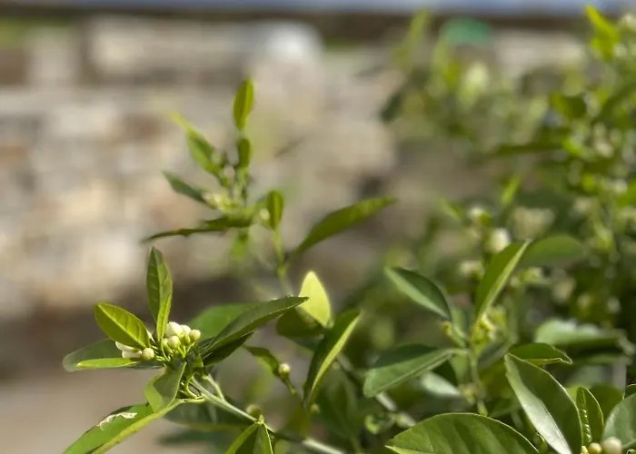Gaia House * Chrisi Akti (Paros)